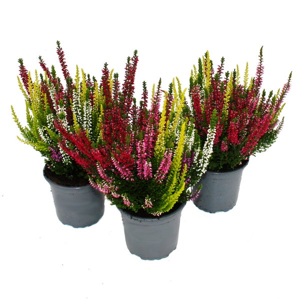 Mehrfarbige Calluna vulgaris Set mit 3 Pflanzen Besenheide Heidekraut winterhart 11cm Topf fünf verschiedene Farben pro Topf (High FiVE)