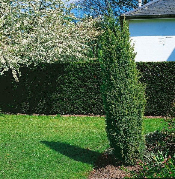 Säulenförmige Eibe im Garten, neben Rasenfläche und Hecke