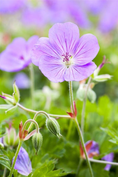 Geranium wallichianum 'Rozanne', Storchschnabel, violettblau, 2-3 L Container