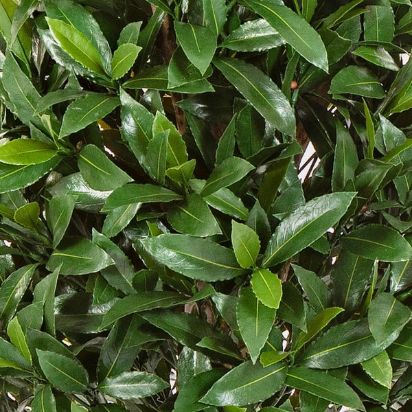 Nahaufnahme von dichten glänzenden grünen Blättern einer Kirschlorbeer-Hecke.