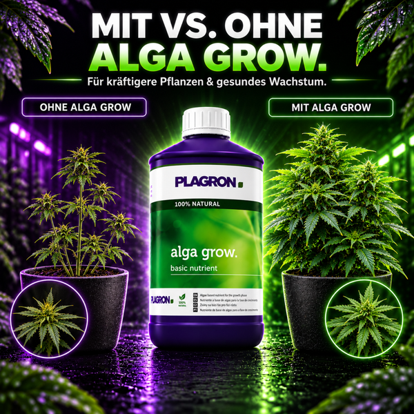 Vergleichsbild Plagron Alga Grow Pflanzendünger für kräftigeres Pflanzenwachstum mit und ohne Produktanwendung