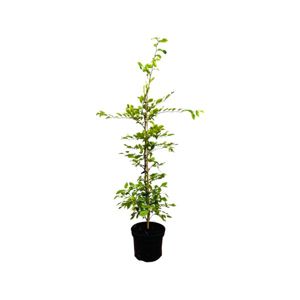 Carpinus betulus, Hainbuche, 60–100 cm, 3 Liter Topf