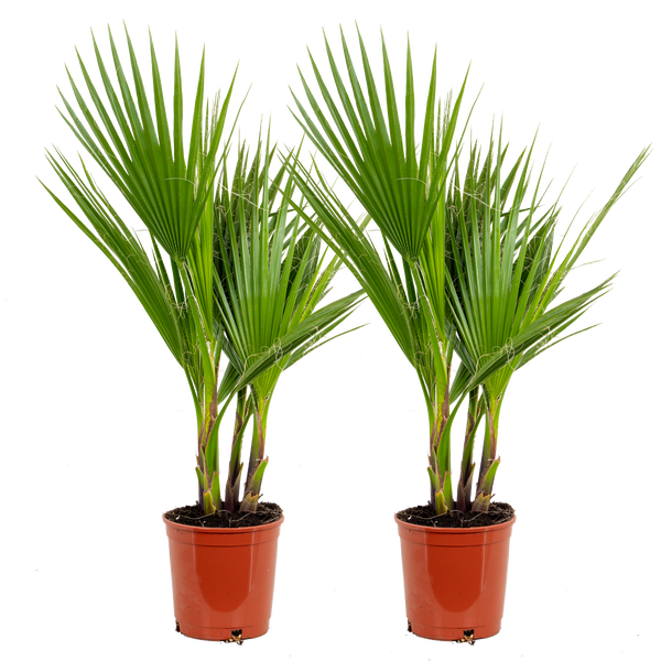 Bloomique - 2er Set - Washingtonia Robusta - Mexikanische Fächerpalme - Palme - Winterharte Balkonpflanzen - Gartenpflanzen Winterhart - Höhe 70-80 cm - Topf 17 cm