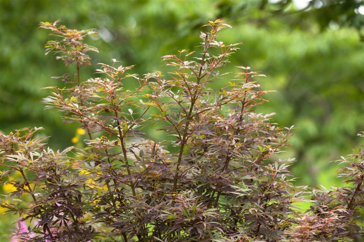 Acer palmatum 'Jerre Schwartz', Japanischer Ahorn, 60–100 cm