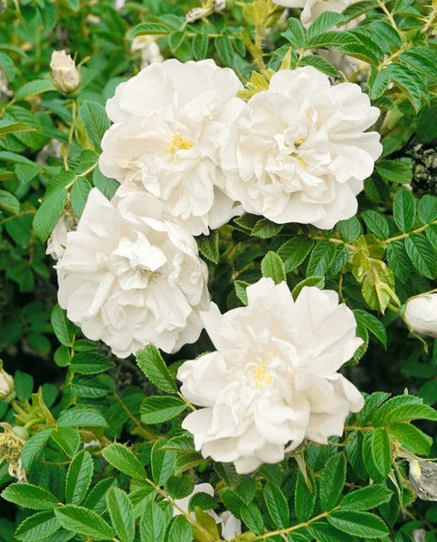 Rosa Rugosa Alba Strauchrose mit gefüllten Blüten und grünen Blättern im Garten