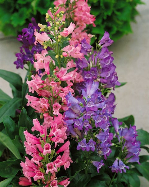 Penstemon barbatus 'Praecox Nanus Rondo', Bartfaden, bunt, ca. 9x9 cm Topf