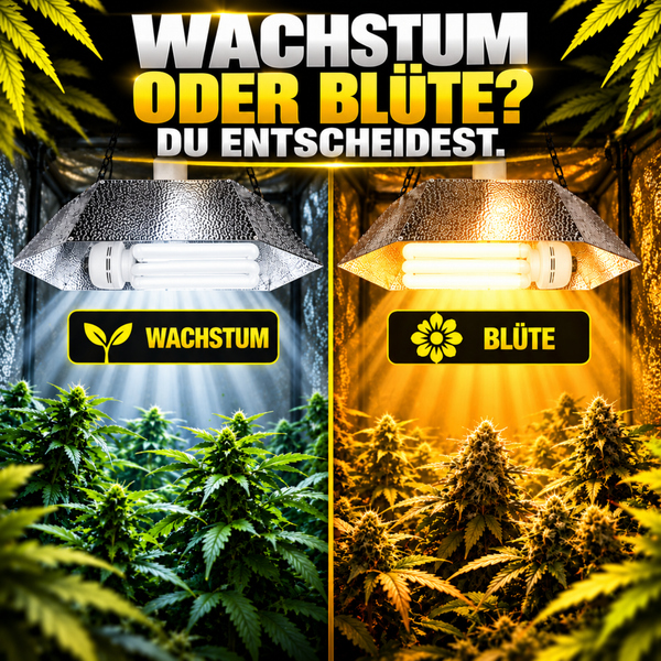 Pflanzenbeleuchtung mit Reflektor für Wachstumsphase und Blütephase von Cannabispflanzen in einem Growzelt.