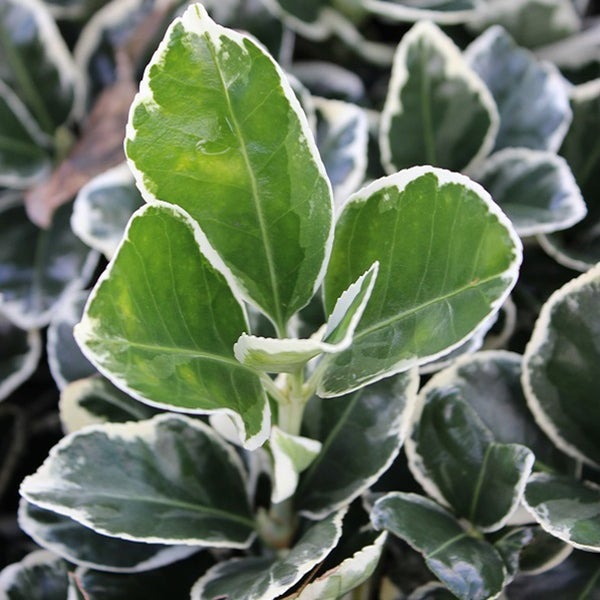 Detailaufnahme einer Heckenpflanze mit Blättern und weißem Rand