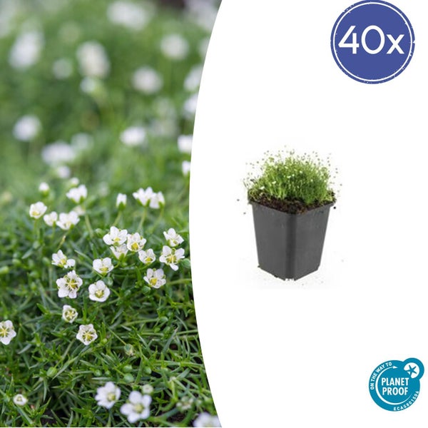 40er-Packung Nagelmoos im Topf