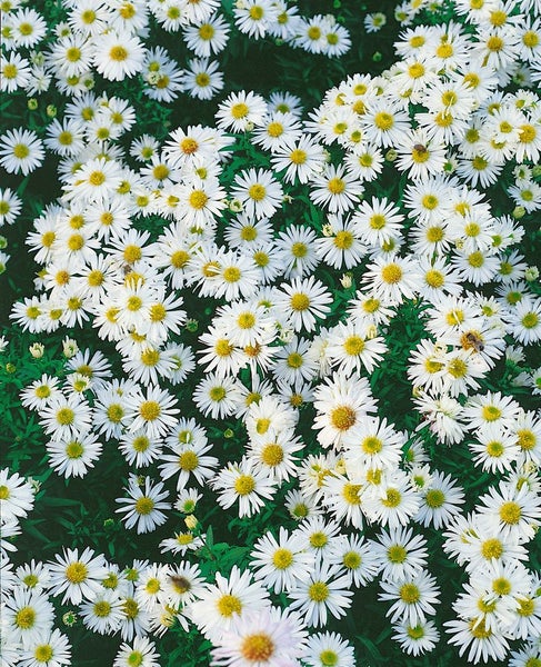 Aster dumosus 'Schneezicklein', Kissen-Aster, weiß, ca. 9x9 cm Topf