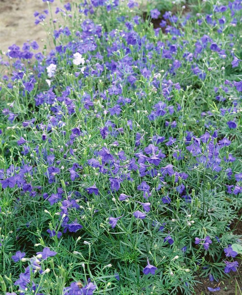 Delphinium grandiflorum 'Blauer Zwerg', Rittersporn, blau, ca. 9x9 cm Topf