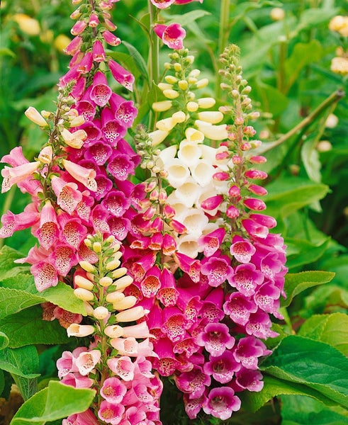 Blühende Fingerhutpflanzen im Garten