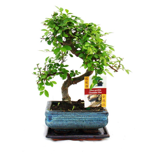 Bonsai Chinesische Ulme - Ulmus parviflora - ca. 6 Jahre