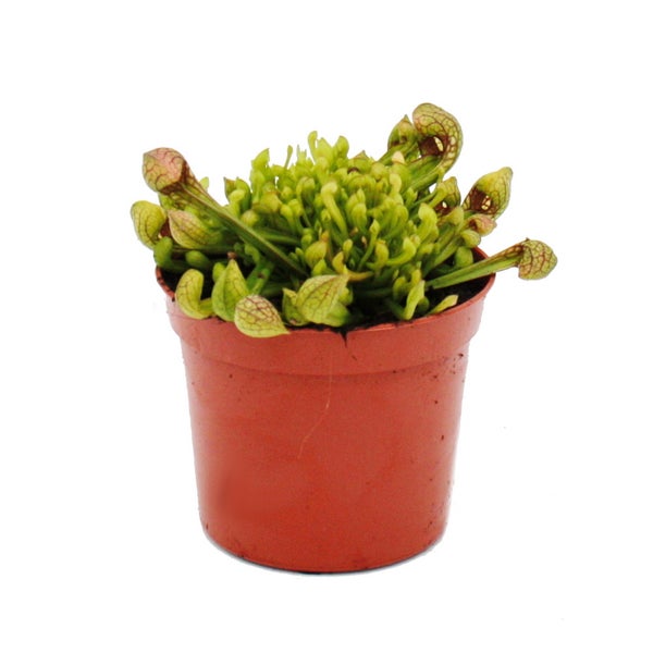 Schlauchpflanze - Sarracenia psittacina Hybr. Scarlett Belle - Fleischfressende Pflanze - 9cm Topf