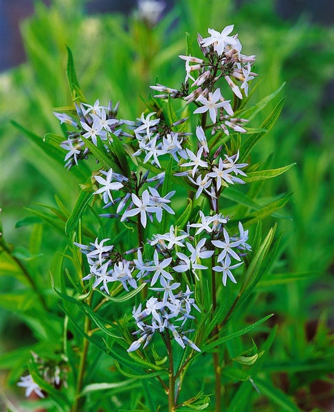 Amsonia tabernaemontana, Blaustern, ca. 9x9 cm Topf, blau blühend