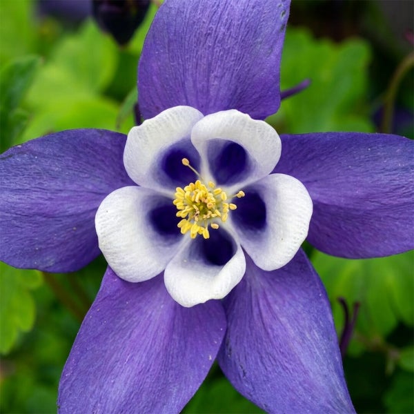 Nahaufnahme einer violett-weißen Akeleiblüte mit gelben Staubbeuteln