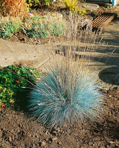 Festuca glauca 'Elijah Blue', Blauschwingel, ca. 9x9 cm Topf