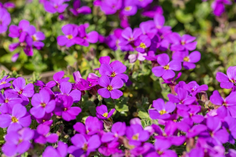 Aubrieta x cult. 'Hamburger Stadtpark', Blaukissen, ca. 9x9 cm Topf