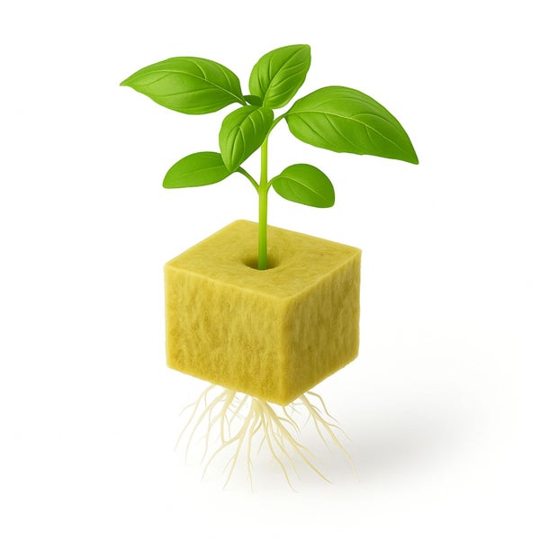 Basilikumpflanze in Steinwollwürfel mit Wurzeln für Hydrokultur