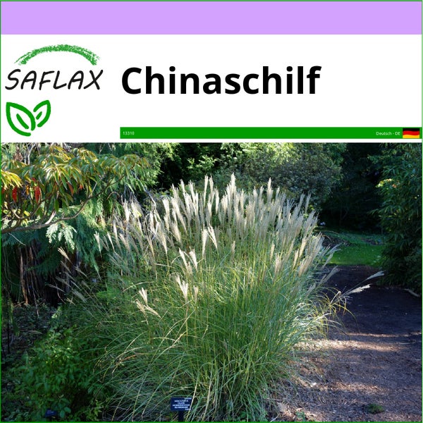 SAFLAX  - Chinaschilf - Miscanthus sinensis - 200 Samen