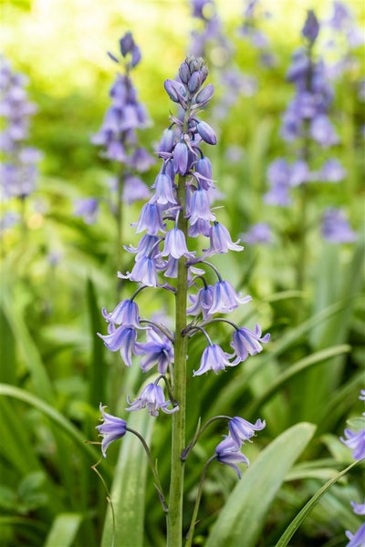 Hyacinthoides hispanica, Spanisches Hasenglöckchen, blau, ca. 9x9 cm Topf