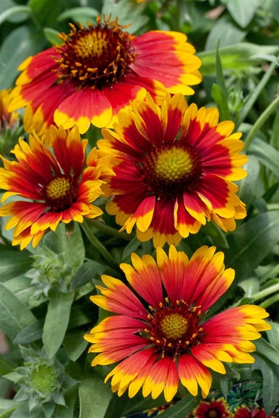 Gaillardia x grandiflora 'Arizona Sun', Kokardenblume, rot-gelb, ca. 9x9 cm Topf