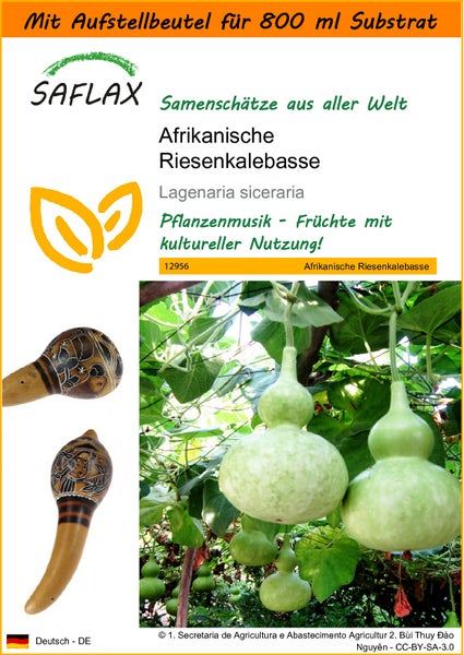 SAFLAX Garden in the bag - Afrikanische Riesenkalebasse - Lagenaria siceraria - 15 Samen - Mit Anzuchtsubstrat im praktischen, selbst aufstellenden Beutel