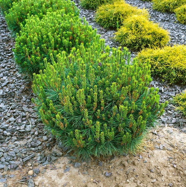Reihe von runden Zwergkiefern im Gartenbeet