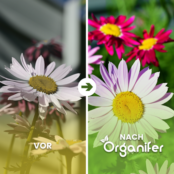 Vorher-Nachher-Vergleich von Gänseblümchen nach der Anwendung von Organifer