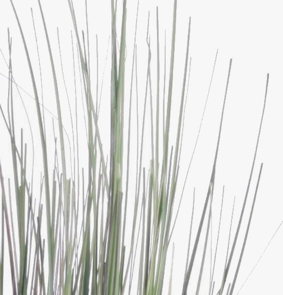 Detailansicht von dünnen, aufrecht stehenden Ziergrashalmen.
