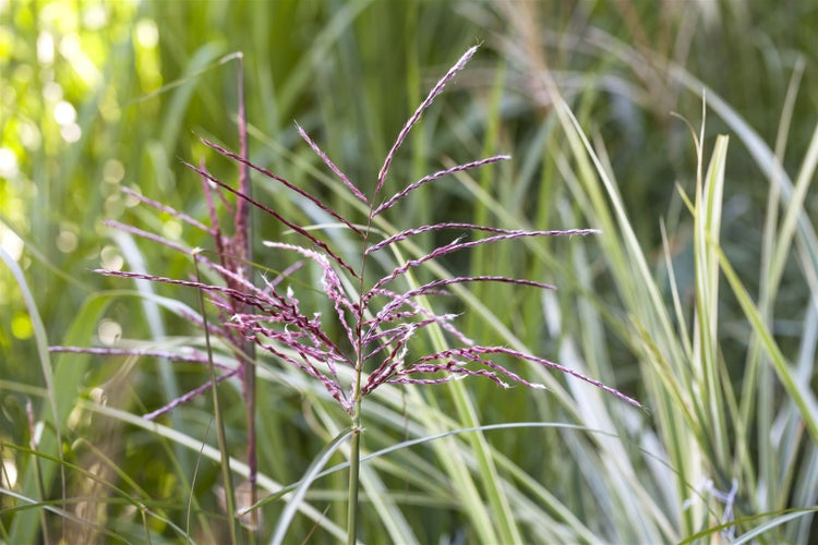 Phragmites australis, Schilfrohr, ca. 9x9 cm Topf