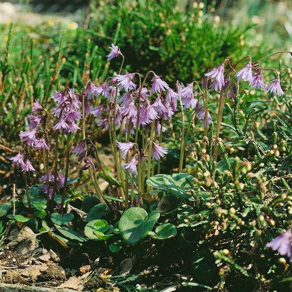 Blühende Lerchenspornpflanze im Garten