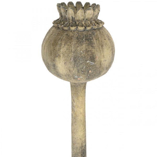 Dekorative Mohnkapsel für den Garten