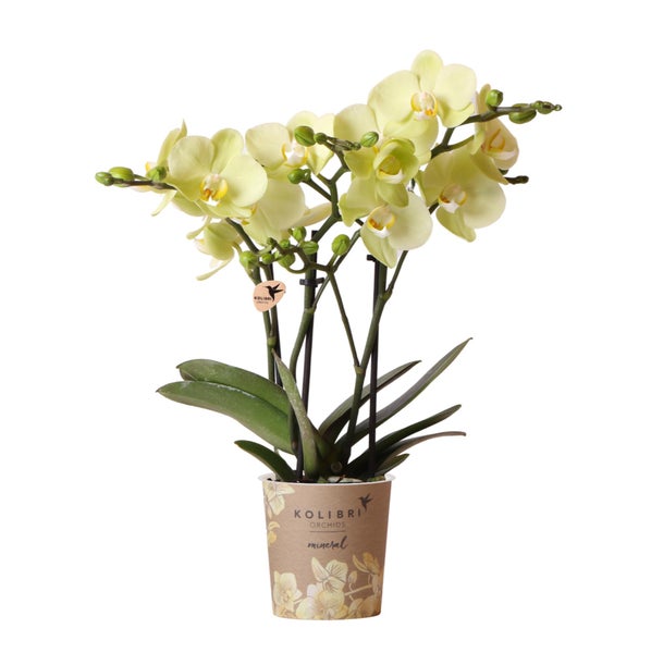 Kolibri Orchids gelbe Phalaenopsis-Orchidee 34cm hoch Topfgröße 9cm blühende Zimmerpflanze frisch vom Züchter