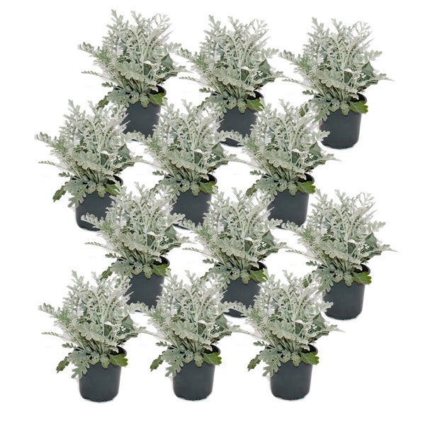 Senecio maritima Silberblatt Dekorative Pflanze mit silbrigem Laub 11cm Topf Set mit 12 Pflanzen