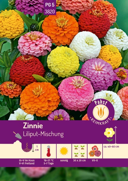 Zinnia Liliput-Mischung. 1 Zentimeter Tiefe, 18-21 Grad, sonnig, Blüte Juli-Oktober, Höhe circa 40-60 Zentimeter. Pabst Keimkraft Logo.