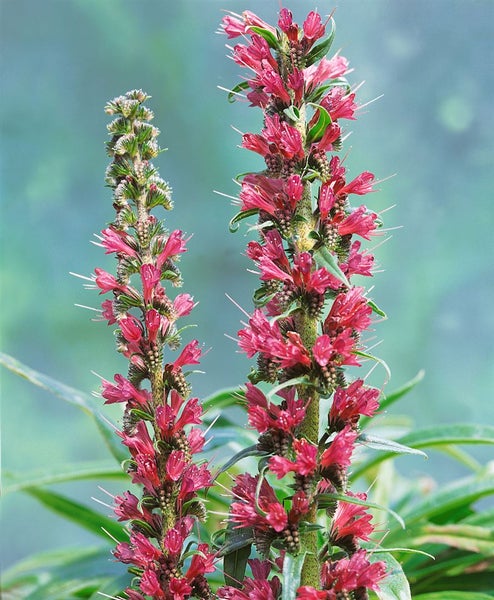 Zwei blühende Echium russicum Pflanzen