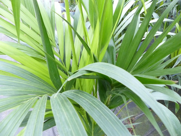 Nahaufnahme einer Palme mit langen, schmalen grünen Blättern.