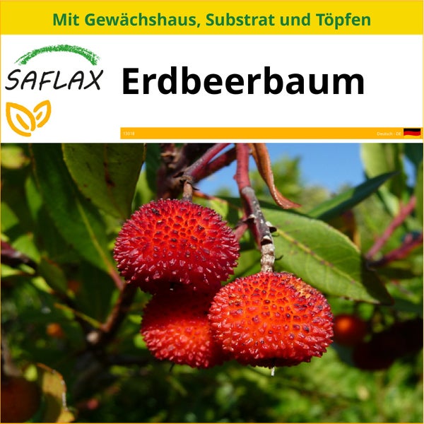 SAFLAX Anzucht Set - Erdbeerbaum - Arbutus unedo - 50 Samen - Mit Mini-Gewächshaus, Anzuchtsubstrat und 2 Töpfen