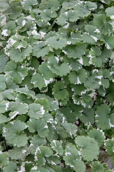 Glechoma hederacea, Gundermann, ca. 9x9 cm Topf
