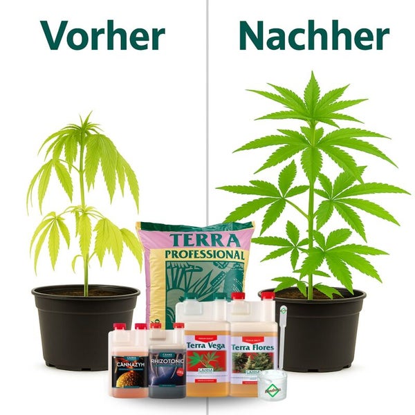 Vorher-Nachher-Vergleich des Pflanzenwachstums mit Canna Terra Professional Erde, Terra Vega, Terra Flores, Cannazym und Rhizotonic Düngemitteln.