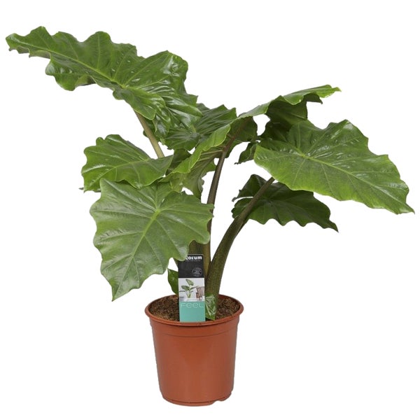 Alocasia Portadora – Luftreinigend – ⌀21 – ↕80 cm