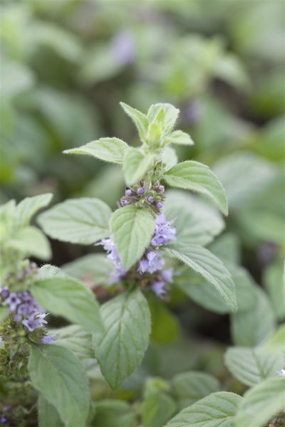 Mentha arvensis 'Banana', Bananen-Minze, ca. 9x9 cm Topf