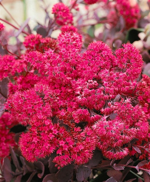 Sedum cauticola 'Bertram Anderson', Fetthenne, purpurrot, ca. 9x9 cm Topf
