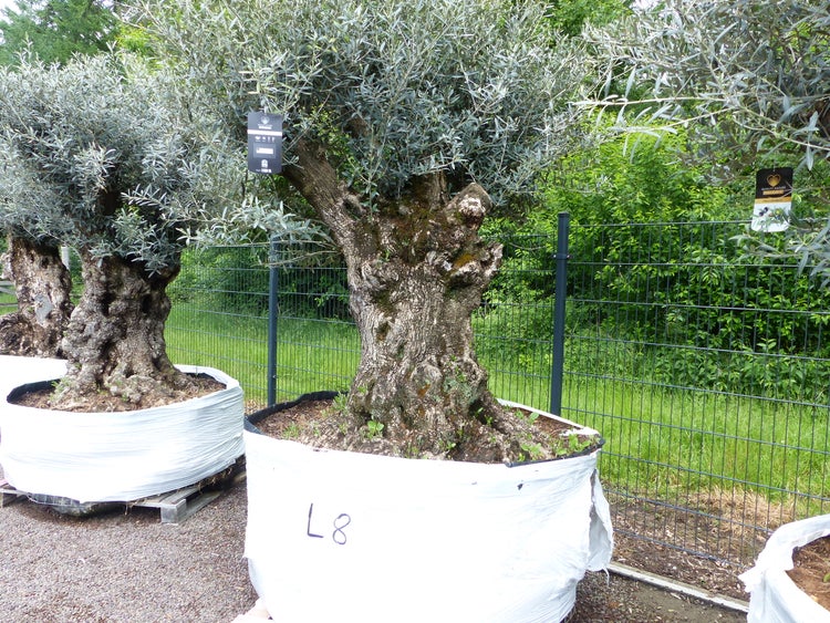 genau dieser Baum L8 Olivenbaum 265 cm, knorrige alte urige Olive winterhart