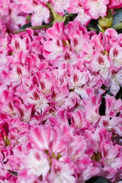 Rhododendron Hybr. 'Helen Martin', rosa Blüten, 40–50 cm
