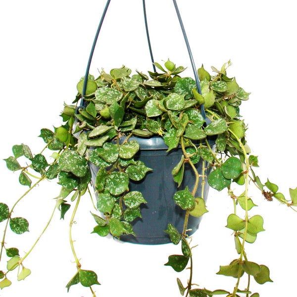 Hohes Ziergras im Garten