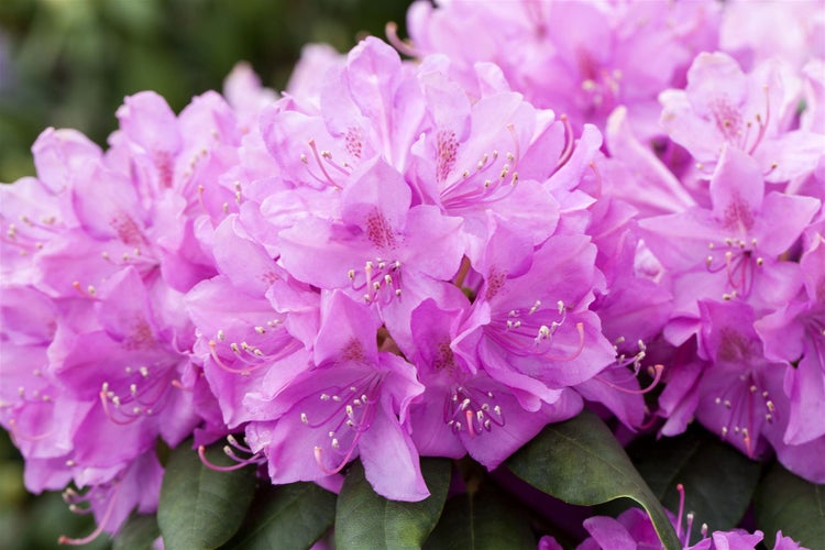 Rhododendron Hybr. 'Catawbiense Boursault', lila Blüten, 40–50 cm