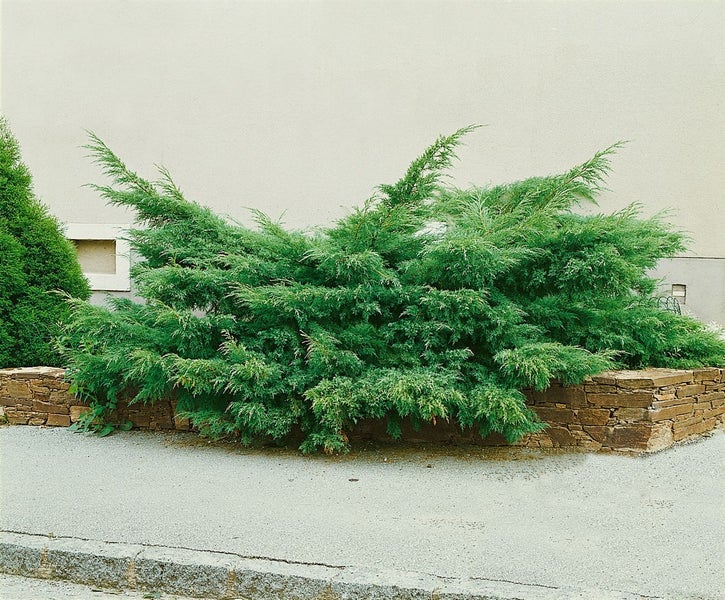 Juniperus pfitzeriana 'Mint Julep', Wacholder, grün, 15–20 cm