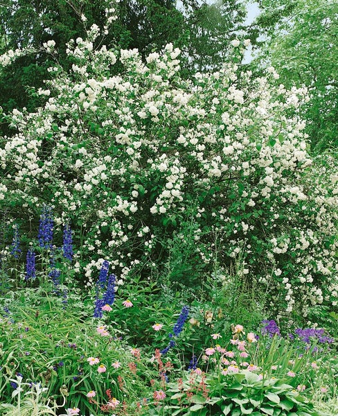 Philadelphus 'Virginal', Duftjasmin, weiß, 125–150 cm